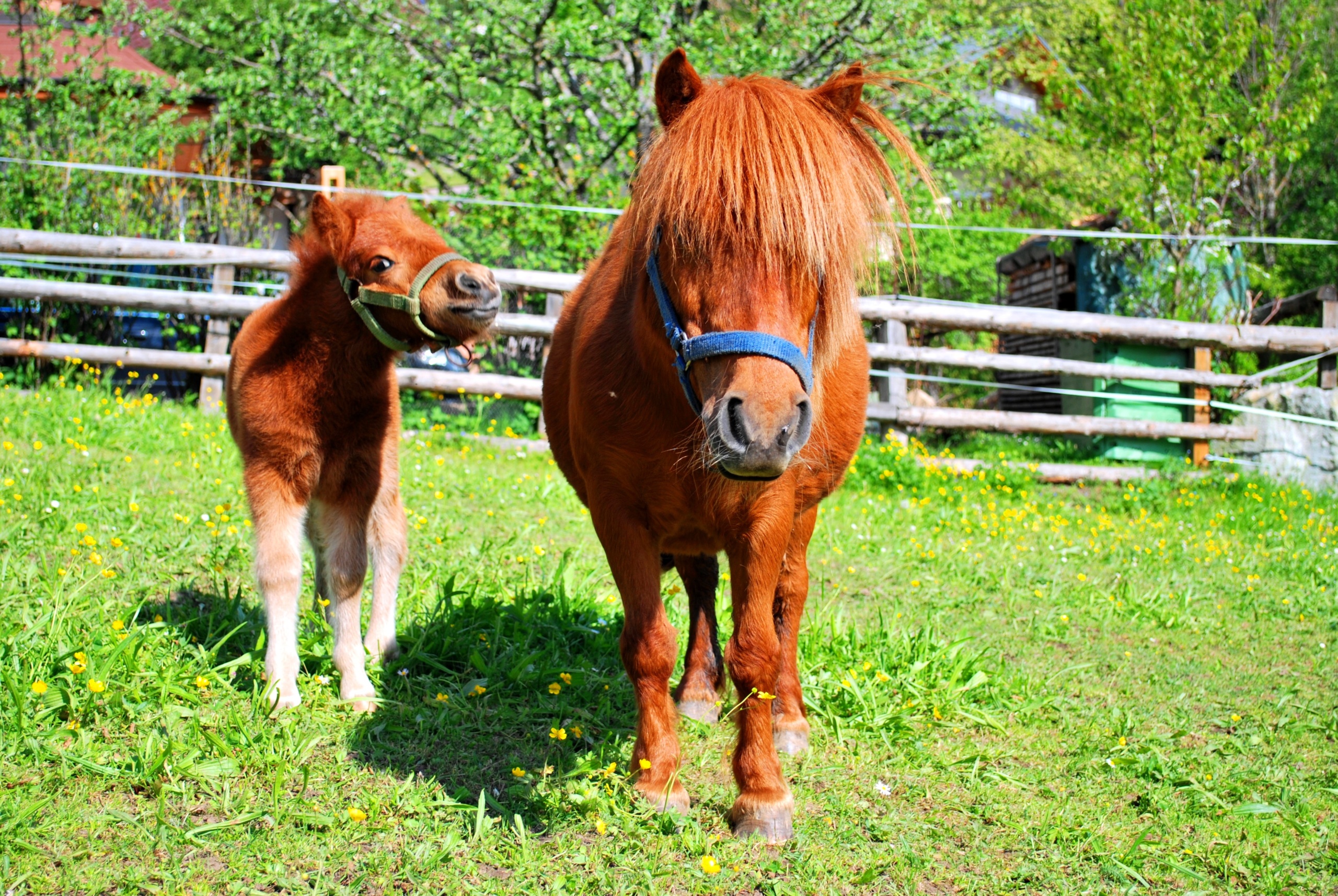 Ponies am Hinkerhof